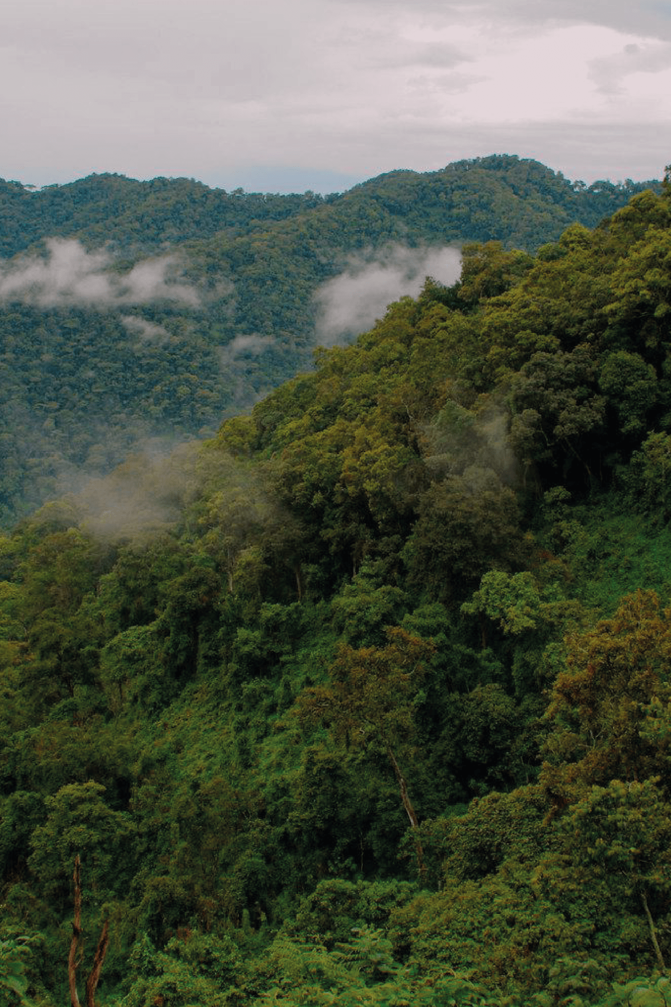 BWINDI FOREST. DESTINATION