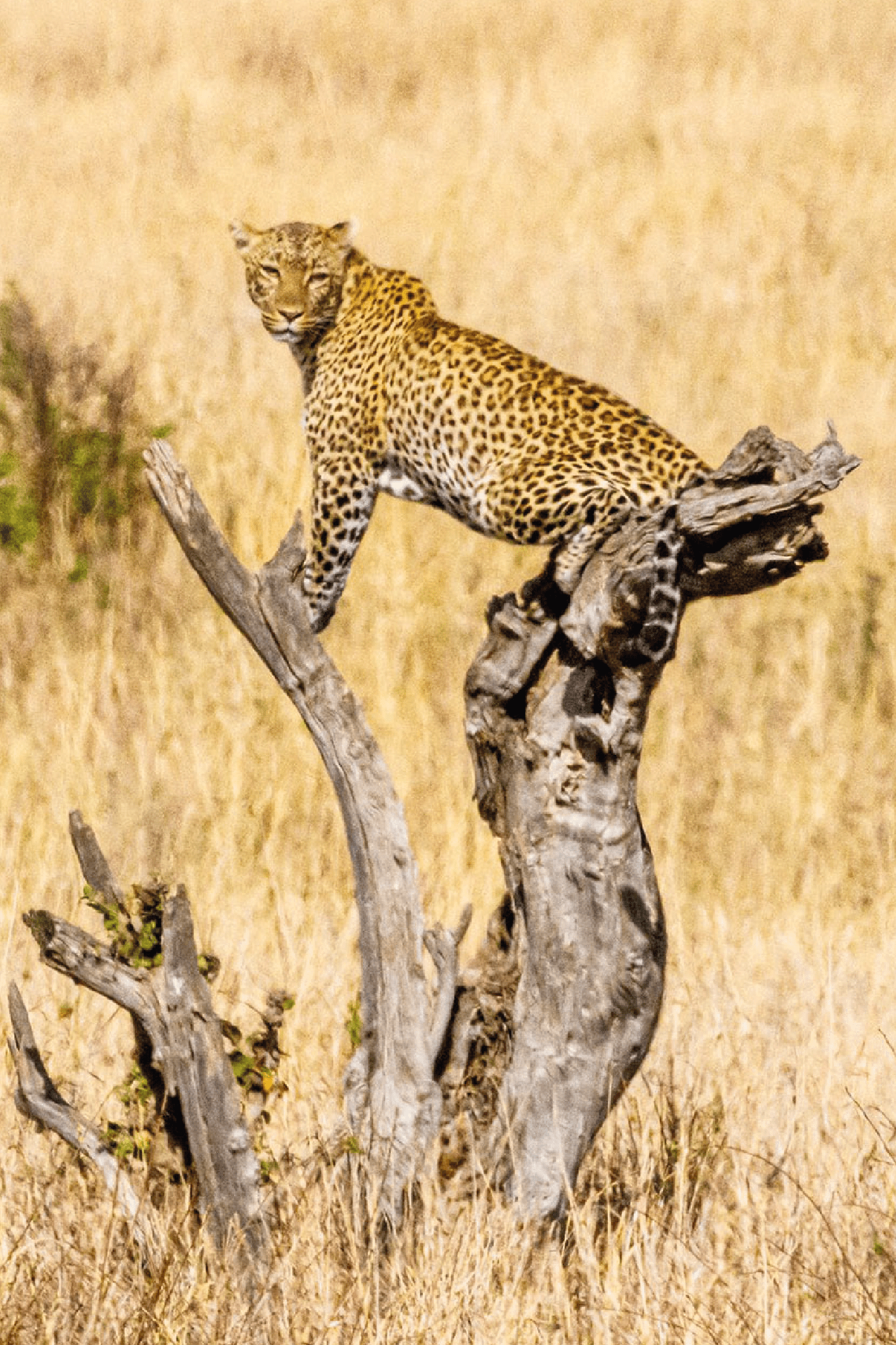 KIDEPO NP DESTINATION@4x 8