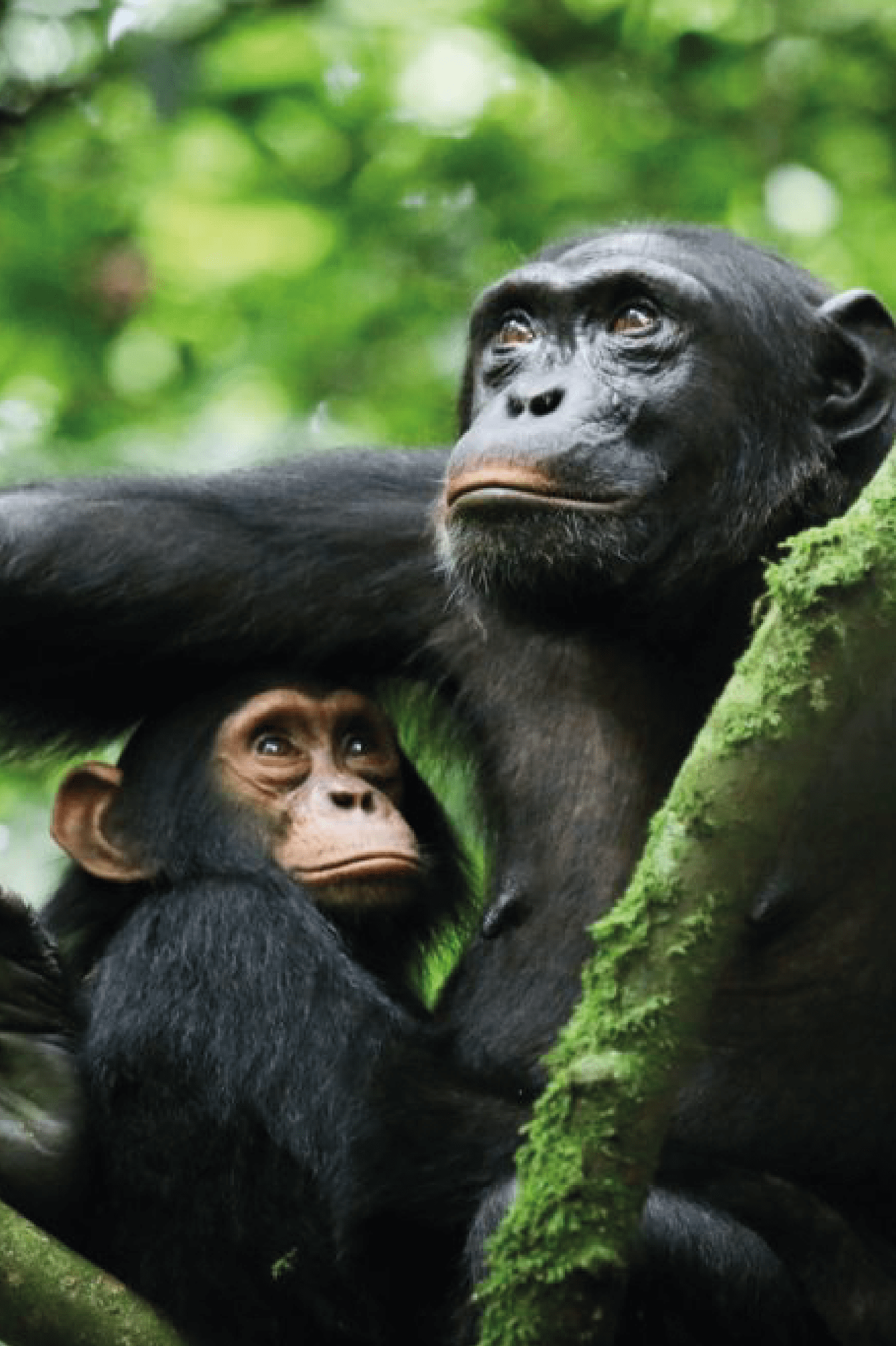 Kibale National Park desitination@4x 8