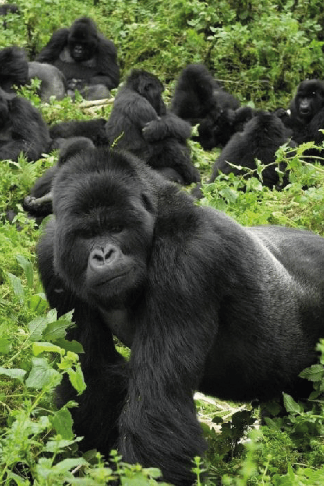 Mgahinga Gorilla National Park@4x 8