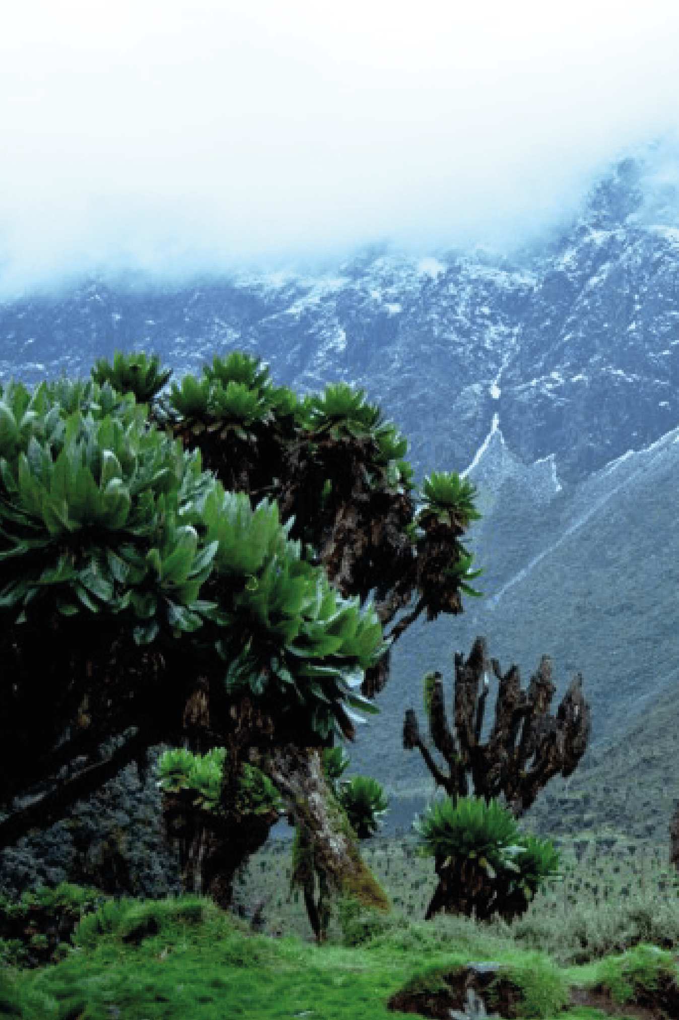 Rwenzori Mountains NP DESTINATION@4x 8