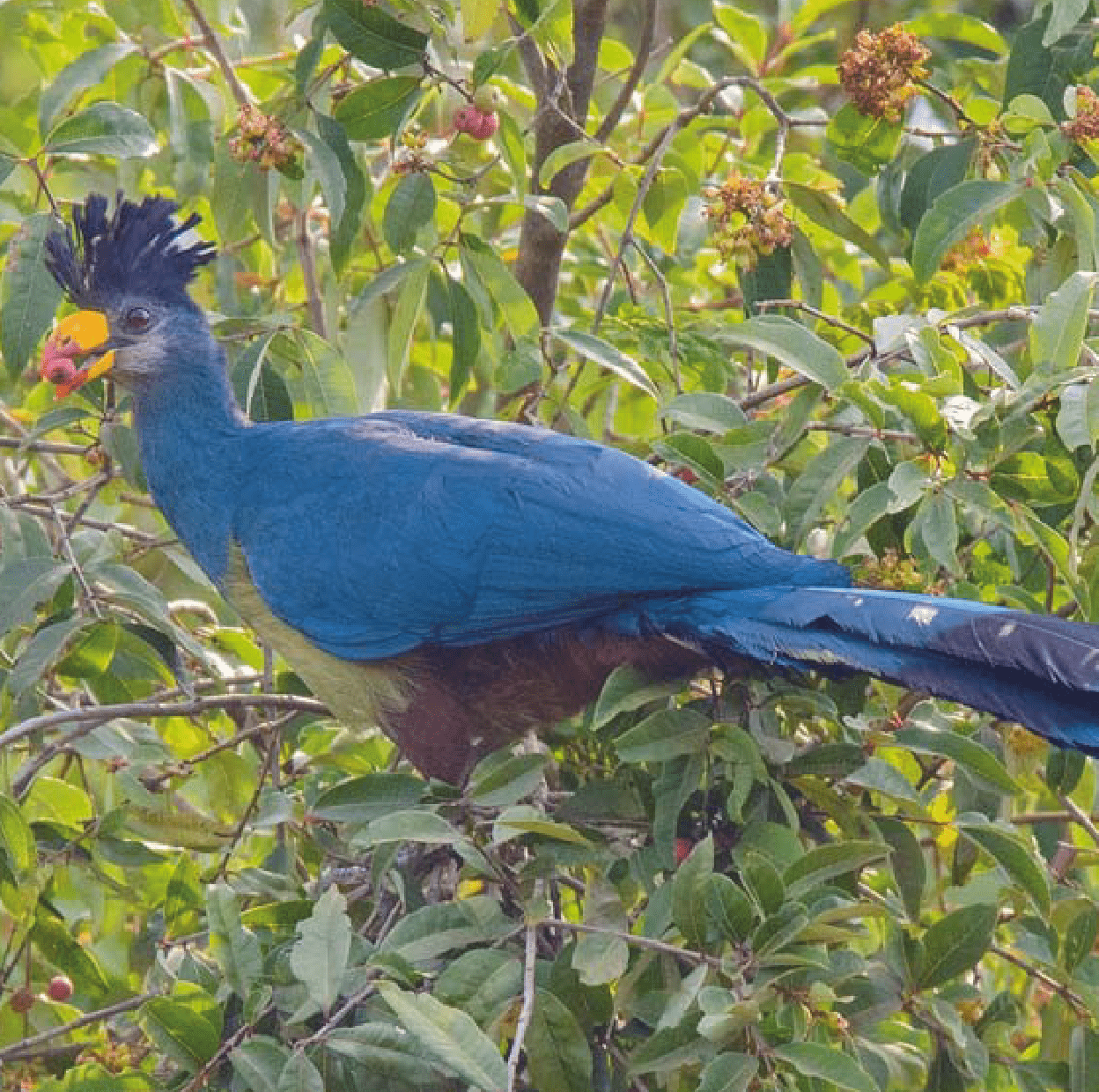 birds watching