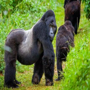 gorilla trekking safari
