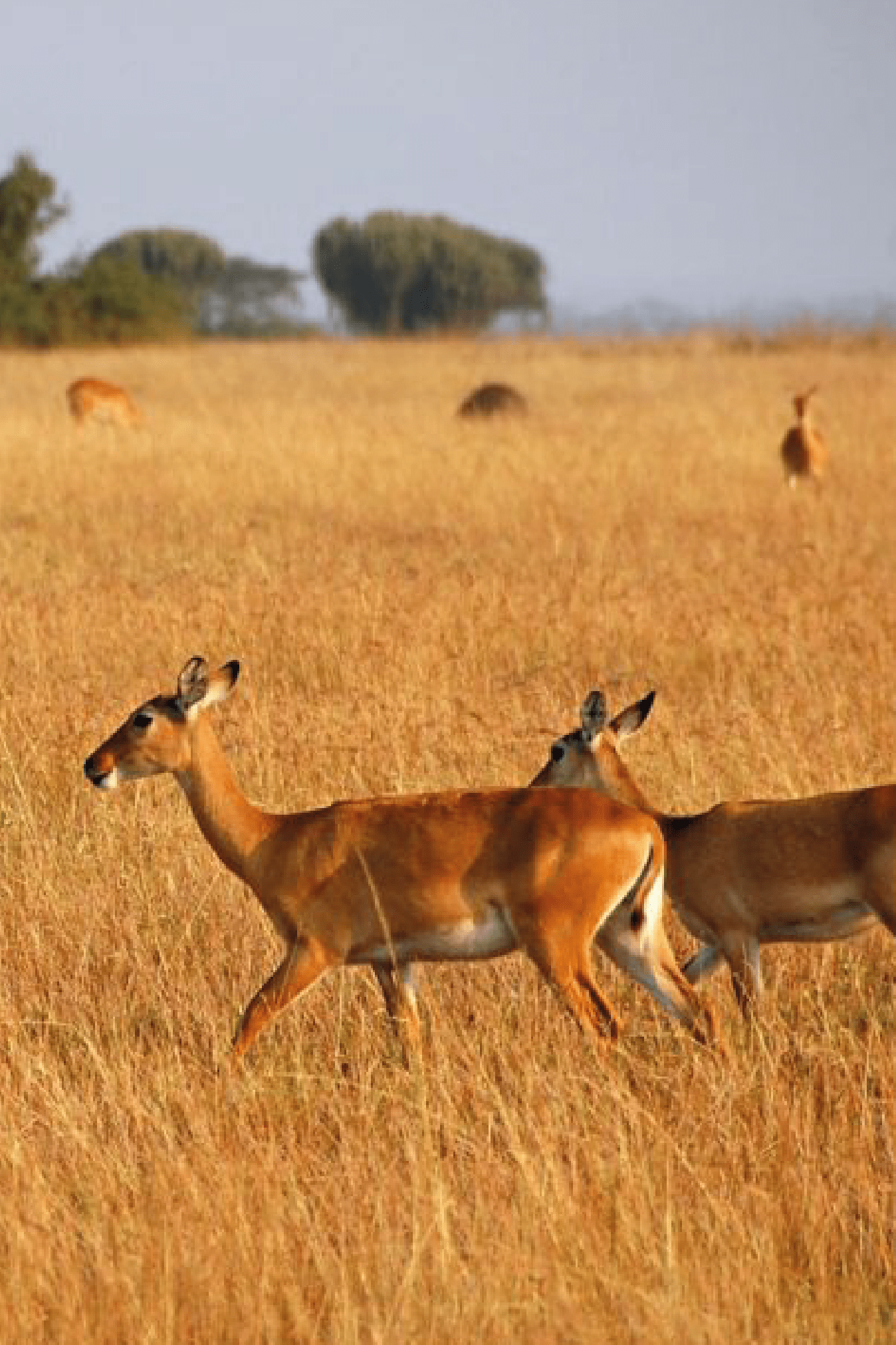 mburo np destination