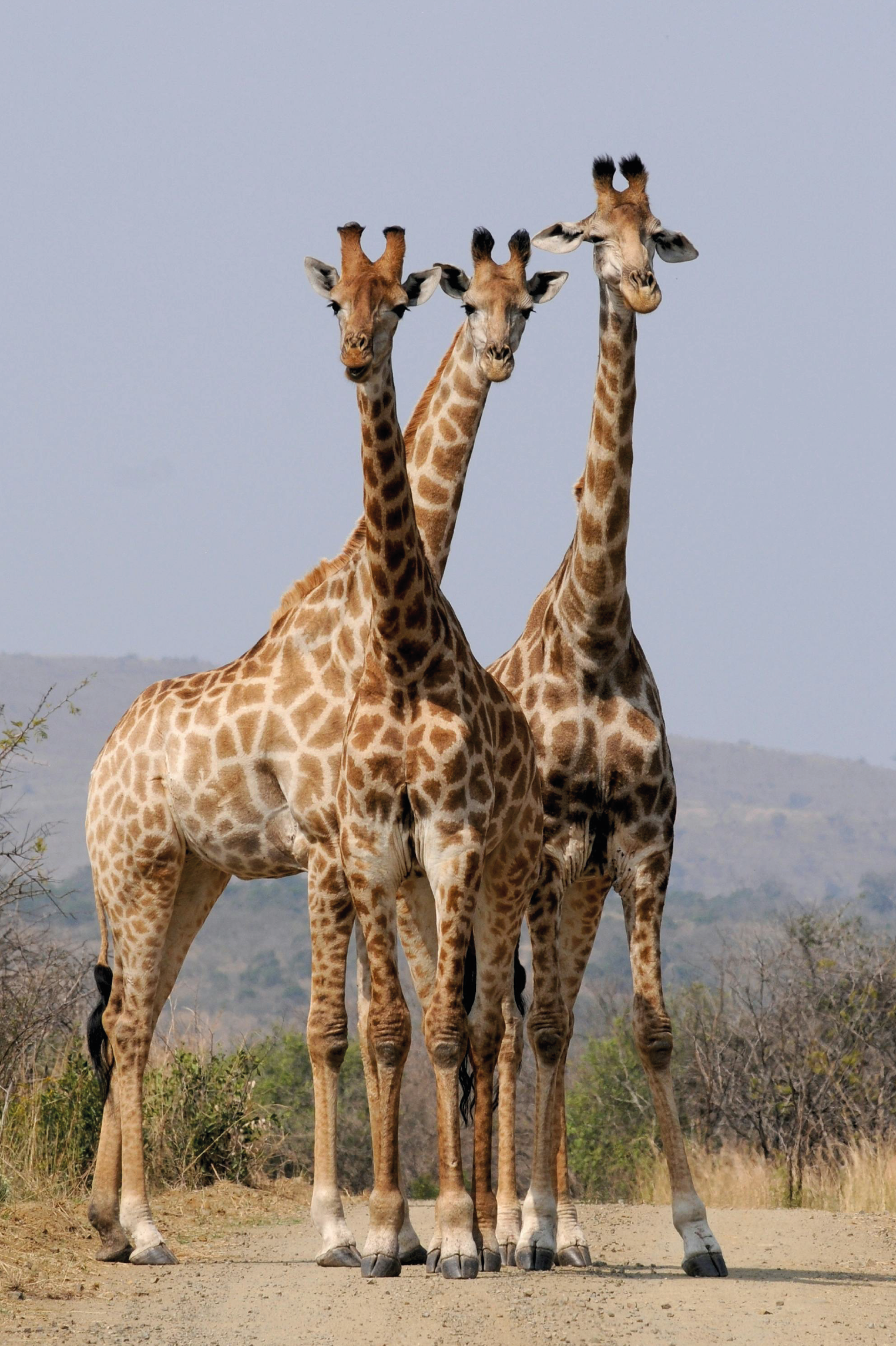 queen giraffe