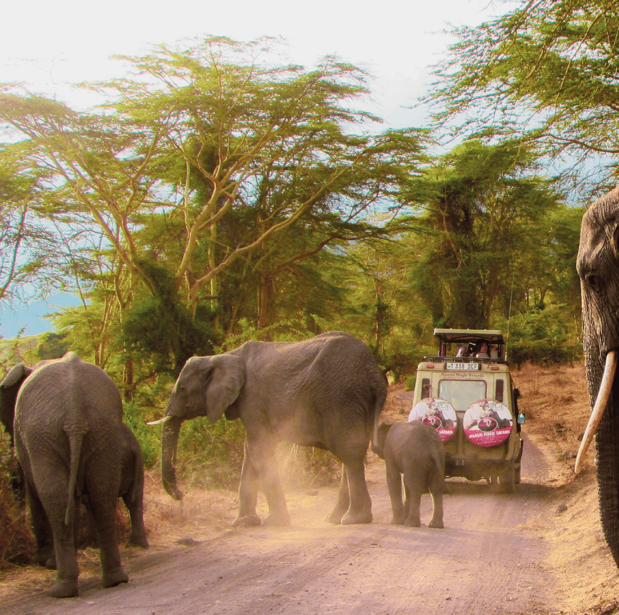 wildlife safari