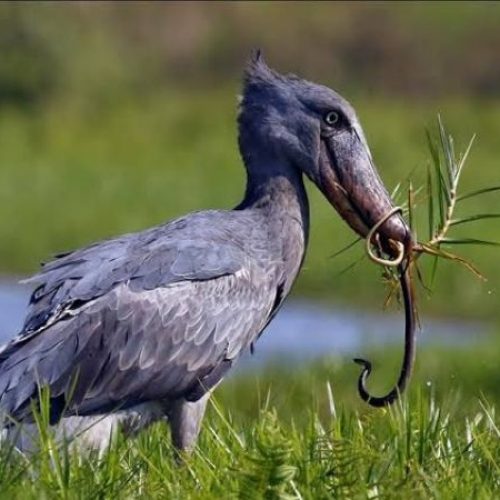 Uganda-Birding-Safari