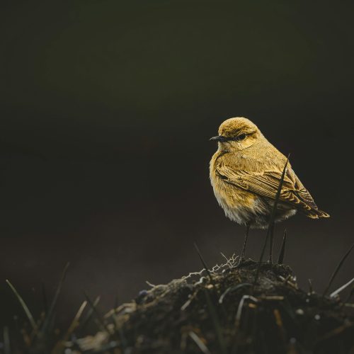 bird 1