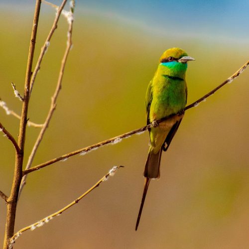 bird 2