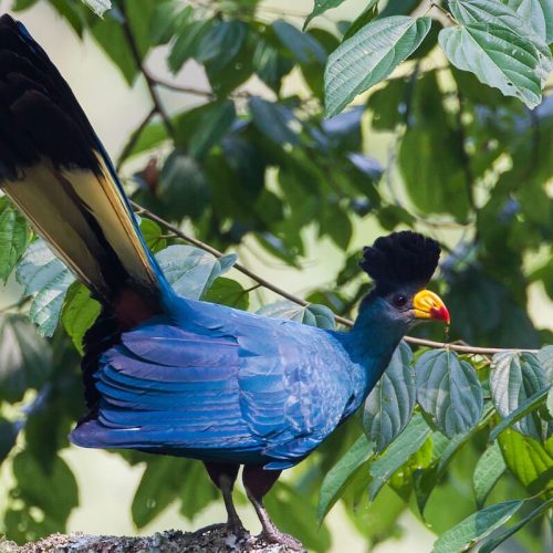 birdwatching-destinations-Uganda